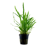 008A 針葉鐵皇冠 Microsorum pteropus 'Narrow'